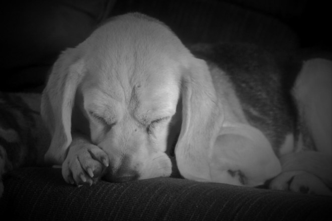 DSC_0071 (2) (800x533)