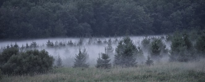 DSC_0023 (2) (800x323)