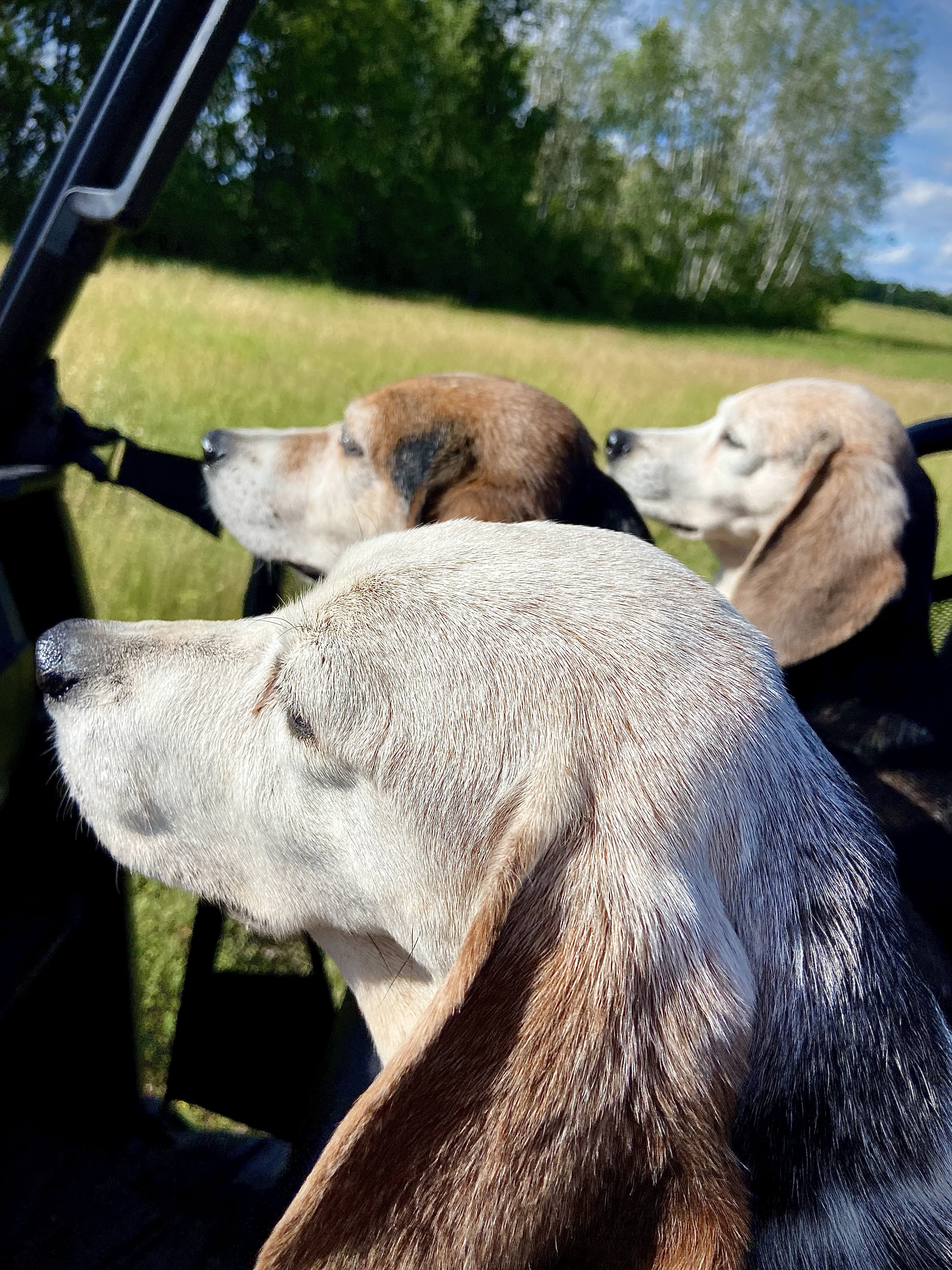Ride – RiverBottom Beagles